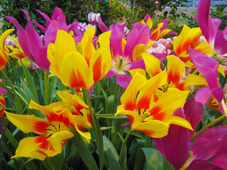 Beautiful flowers in spring