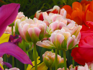 Beautiful blooming flowers in spring