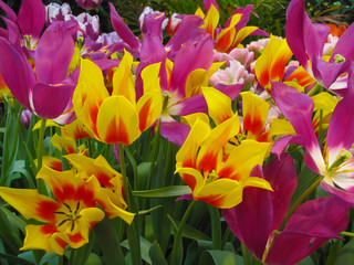 Beautiful blooming flowers in spring