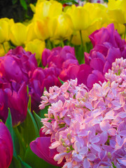 Beautiful tulips and lilac in the greenhouse 