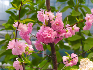 Blooming pink flowers in spring