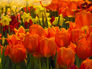 Beautiful orange tulips in the greenhouse in spring