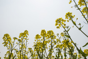 field of rape.Rape seed is mainly cultivated for bio fuel produc