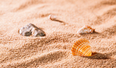 Seashells on the sunny beach