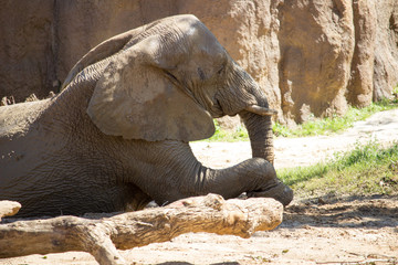 African Elephant  