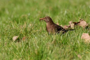 Blackbird - female with worms.