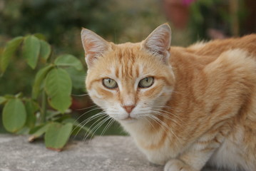 Naklejka na ściany i meble Tabby cat lying on stone wall of garden.