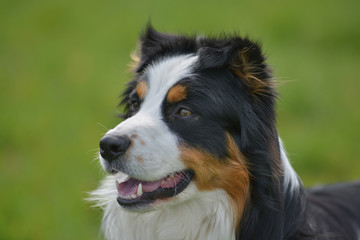 Australian Shepherd