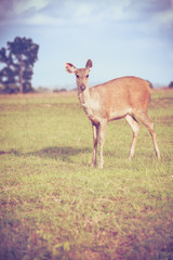 Deer in summer forest. Animals in natural environment. Vignette and vintage style.