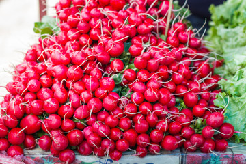 Fresh Red Radish