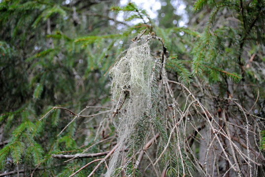 Usnea Filipendula Sweden