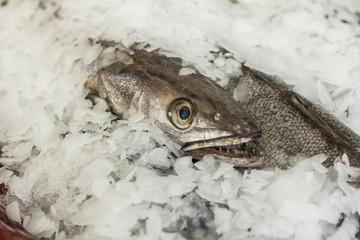 Sea Fish Market