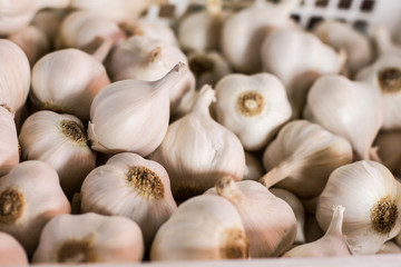 Garlic On the Market