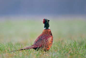 Wild pheasant