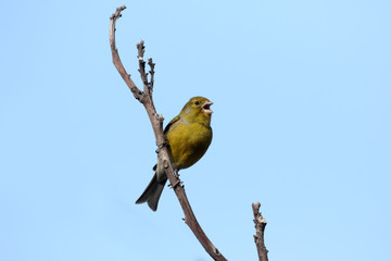 Atlantic canary, Serinus canaria