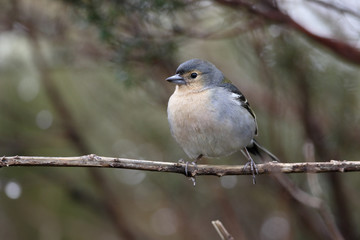 Chaffinch, Fringilla coelebs maderensis