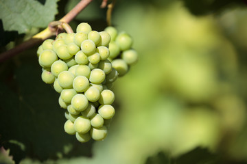 Chardonnay wine grapes growing hanging in vineyard burgundy france french wine photo