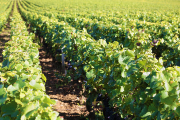 Fototapeta na wymiar Pinot noir red wine grapes growing in line or row vineyard burgundy france french wine photo