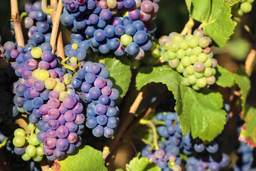 Red pinot noir wine grapes gowing hanging from vine Burgundy vineyard France french wine grape photo