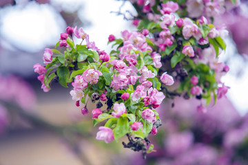 Obraz premium Romantic fluffy cherry tree blossoms in Spring
