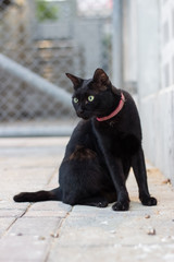 Black cat on the street