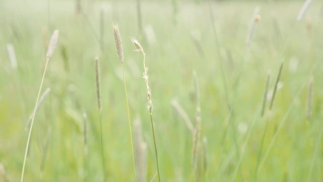 Caucasian woman touching grass while passing by 1920X1080 HD footage - Female hand in the field touch plants shallow DOF 1080p FullHD video 