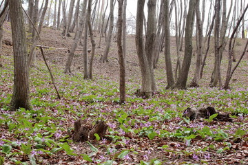 カタクリの群生