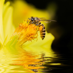 bee collects nectar  on flower.