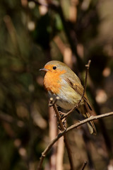Robin, Erithacus rubecula