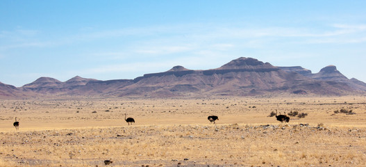 Struzzi in Namibia