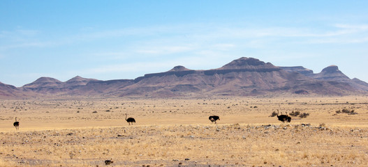 Fototapeta na wymiar Struzzi in Namibia