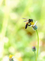 Bee