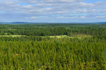 Endless northern forests. Finnish Lapland
