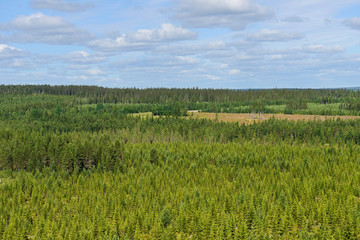 Endless pine forests. Finland, Lapland