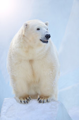 Naklejka na ściany i meble Белый медведь в Арктике.