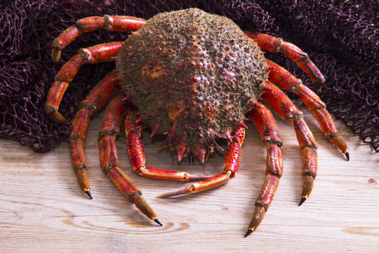 crab in fishing net