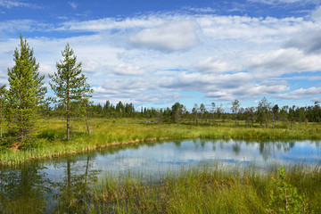 Fototapeta na wymiar Summer landscape with forest, lake and swamp. Northern Finland, Lapland