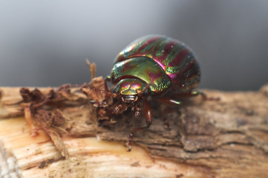 Rosemary beetle (Chrysolina americana) on rosemary plant in Italy
