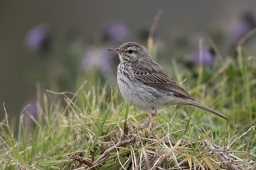 Berthelots pipit, Anthus berthelotii maderensis, 