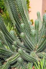 cactuses in the Egyptian park at summer day