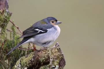 Chaffinch, Fringilla coelebs maderensis