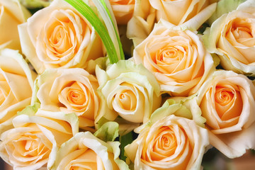 Natural pastel roses background