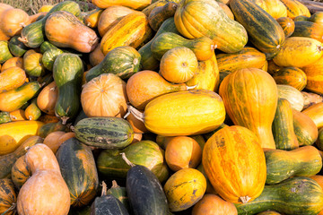 Freshly harvested pumpkins