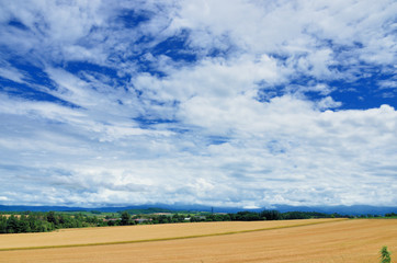 Fototapeta premium 北海道 夏の美瑛の丘