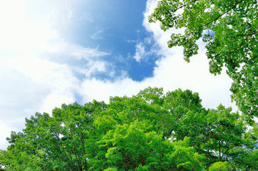 新緑の木々と青空