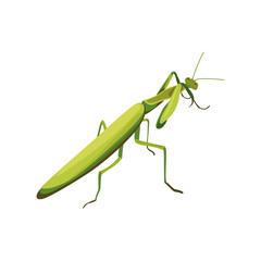 illustration of praying mantis. symbol of fighting style mantis