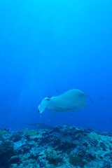Obraz na płótnie Canvas manta ray