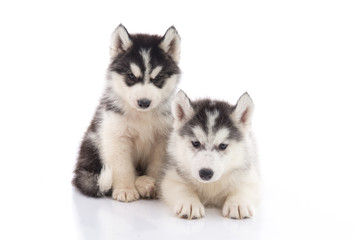 Two siberian husky puppies sitting on white background