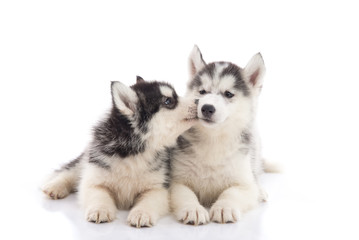Two siberian husky puppies kissing on white background © lalalululala