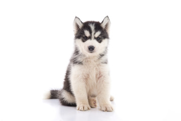 Obraz premium Cute siberian husky puppy sitting